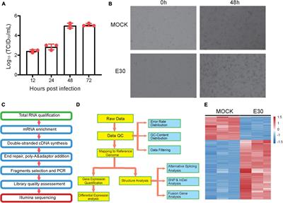 Transcriptome sequencing analysis of echovirus 30 infection reveals its potential pathogenesis